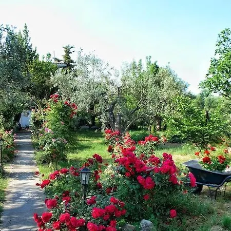 The Olive Grove Volos