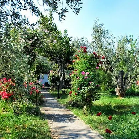 The Olive Grove