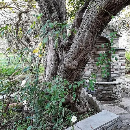 The Olive Grove